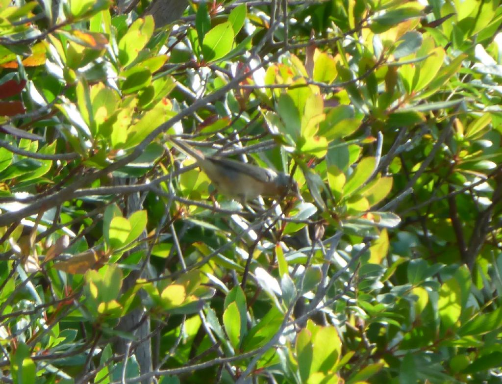 Sterpazzolina di Moltoni.